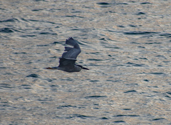 Nycticorax nycticorax