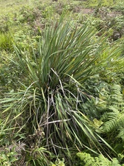 Dierama galpinii