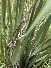 Dierama galpinii