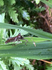 Elasmopoda valga