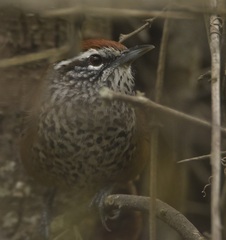 Pheugopedius maculipectus