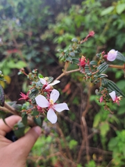 Heterocentron subtriplinervium