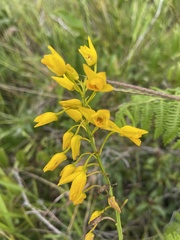 Eulophia odontoglossa