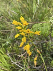 Eulophia odontoglossa