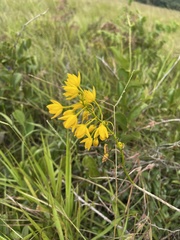 Eulophia odontoglossa