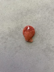 Talochlamys multistriata