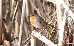 Erithacus rubecula