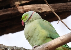 Psittacula krameri