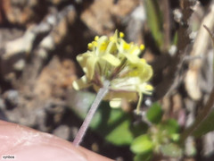 Phyllopodium