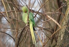 Psittacula krameri