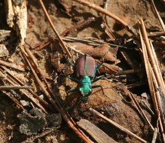Cicindela splendida