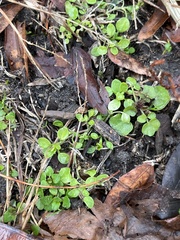 Stellaria media