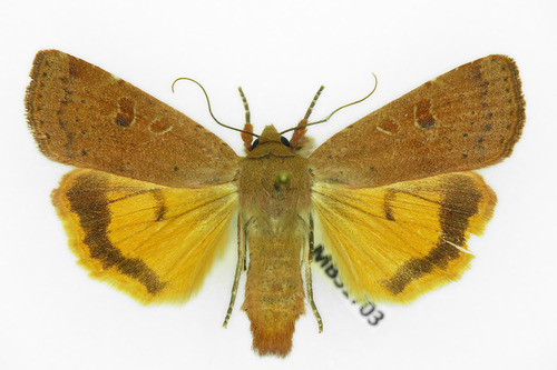 Lesser Yellow Underwing, photo 7 of 10