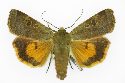 Lesser Yellow Underwing, photo 8 of 10