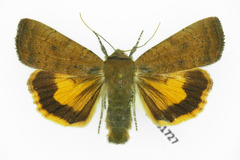 Noctua interjecta