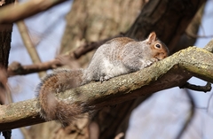 Sciurus carolinensis