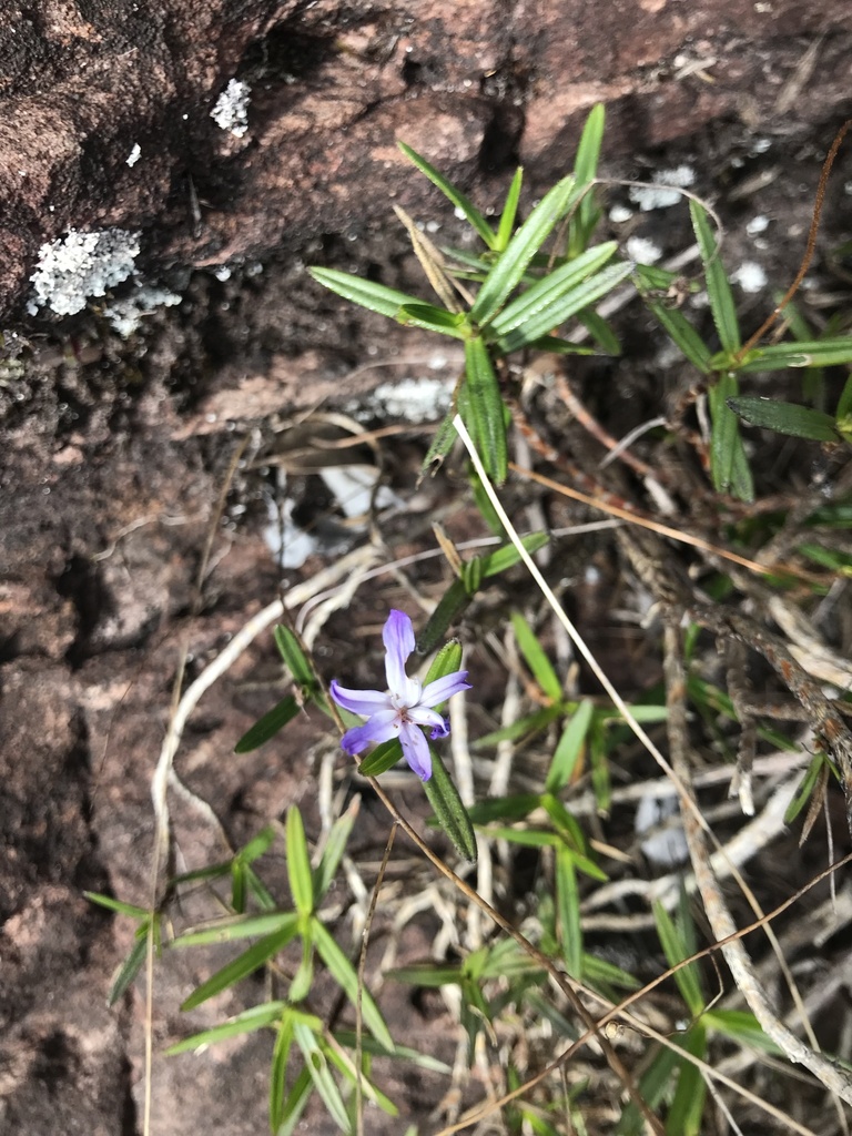 Vellozia religiosa