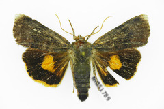 Noctua janthina