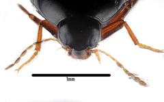 Scaphisoma balcanicum