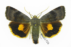 Noctua janthina