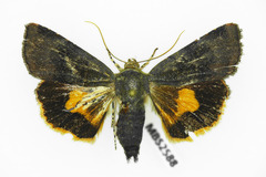 Noctua janthina