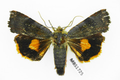 Noctua janthina