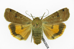 Noctua orbona