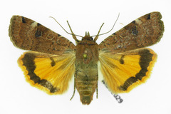 Noctua orbona