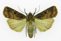 Opigena polygona