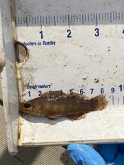 Tautogolabrus adspersus