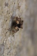 Portia labiata