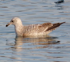 Larus argentatus