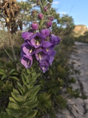 Angelonia tomentosa