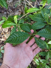 Psychotria nervosa