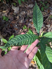 Psychotria tenuifolia