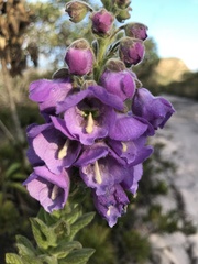 Angelonia tomentosa