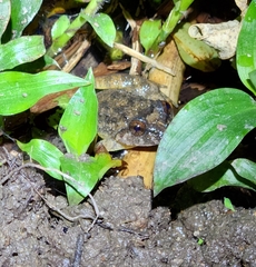 Quasipaa exilispinosa