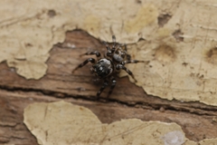 Orientattus aurantius