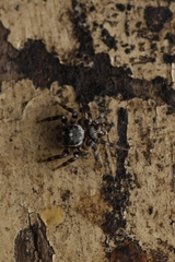 Orientattus aurantius