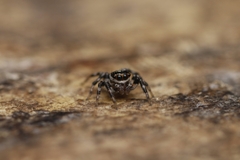 Orientattus aurantius