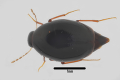 Scaphisoma balcanicum