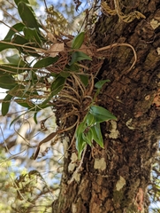 Epidendrum conopseum