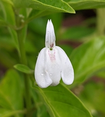 Rhinacanthus nasutus