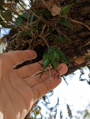 Epidendrum conopseum
