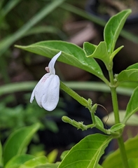 Rhinacanthus nasutus