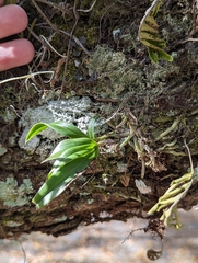 Epidendrum conopseum