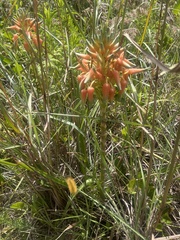 Aloe cooperi
