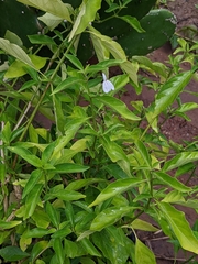 Rhinacanthus nasutus