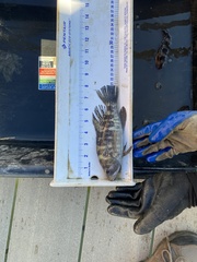 Centropristis striata