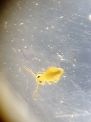 Deuterosminthurus pallipes